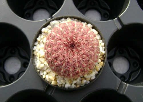 50 Fresh seeds, Echinocereus rigidissimus v. rubrispinus, 種子 เมล็ดพันธุ์ Cactus - Picture 12 of 12
