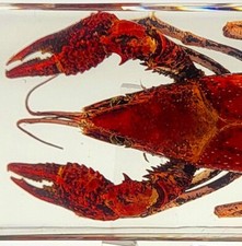 4.3" Real Crayfish in Crystal Clear Lucite Resin Science & Education Specimen