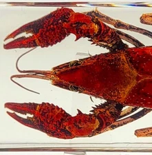 4.3" Real Crayfish in Crystal Clear Lucite Resin Science & Education Specimen