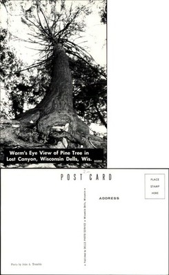Lost Canyon Wisconsin Dells WI pine tree looking up John Trumble photo