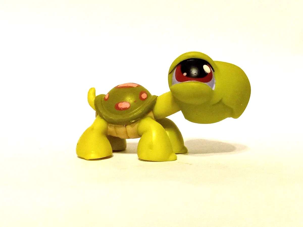 Green turtle pet price 2025