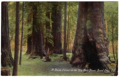 Shady Corner Big Tree Grove Redwoods Santa Cruz Cali CA Chrome Postcard DB UNP