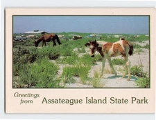 Postcard Greetings from Assateague Island State Park, Maryland