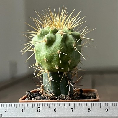 A22-503 Copiapoa ciner. ssp. Tenebrosa JN1692 C. M. Perrales, 1039m, Ant (Graft)