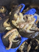 Fresh  Frozen Snails 10pcs- Premium Quality Medium,Jumbo Size, Next Day Delivery