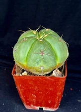 Gymnocalycium horstii, cactus plant