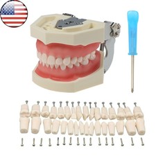 US Kilgore NISSIN 500 Type Dental Typodont Teeth Model 28Pcs Removabel Teeth