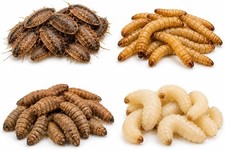 Juvenile Leopard Gecko Feeder Kit  75 Dubia 100 Mealworms 50 BSFL 25 Waxworms