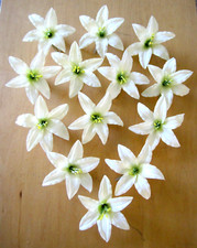 13 pc Lot Cream White 3.5" Lily Silk Flower Hair Clip,Updo,Pin Up,Bridesmaid