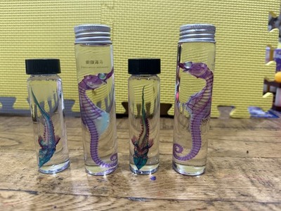 Diaphonized big Sea Fish Specimen, Hippo-fish-Campus, Coloration Hybrid Sturgeon