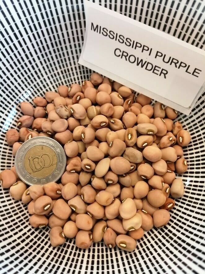 Mississipi Purple Crowder Cow Pea Blackeyedpea 5+ seeds