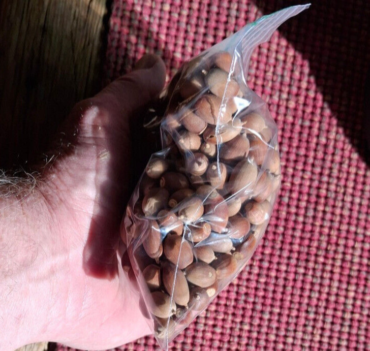 325 Grams Emory Oak Acorns / Bellotas  quercus Emoryi 2025  Hand Picked & Sorted