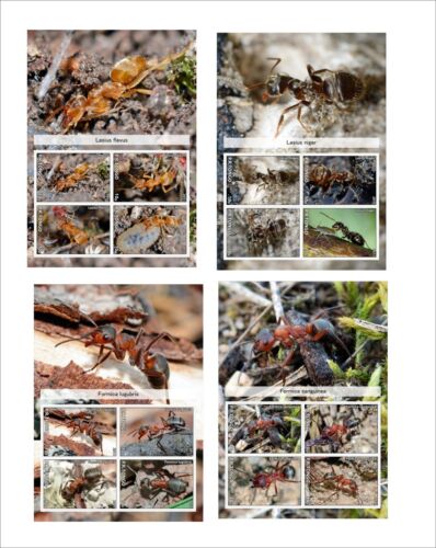 ANTS INSECTS BUGS 8 SOUVENIR SHEETS MNH UNPERFORATED - Afbeelding 1 van 2