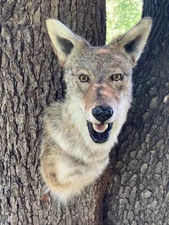 Coyote Shoulder Mount Open Mouth ~ Taxidermy #5