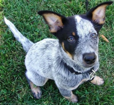 gumtree blue heeler