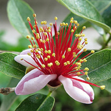 Feijoa sellowiana (syn. Acca sellowiana) 20-60cm -  - Feijoa | Guava ananas