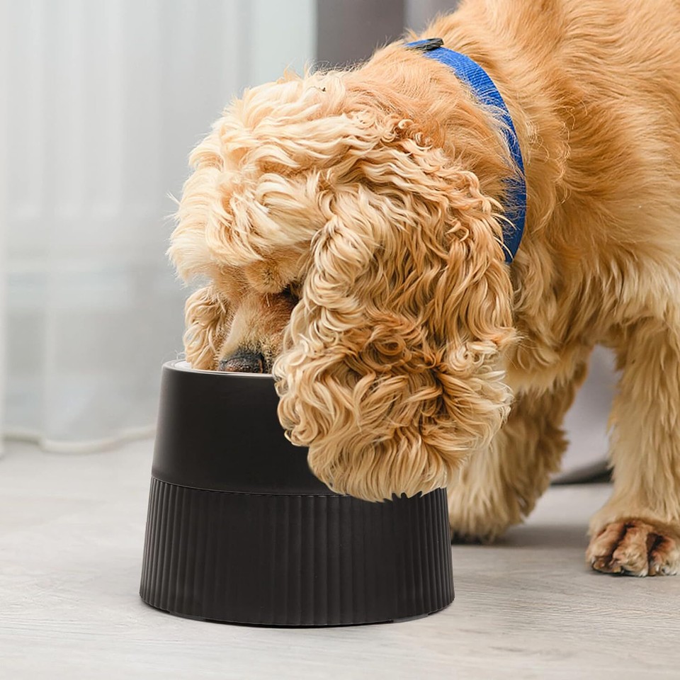 Pet Supplies Dog Bowl Raised Food Bowls For Cats Feeding Tray Dish Dogs