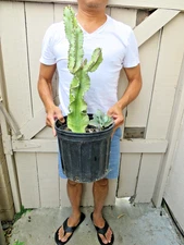 Variegated Euphorbia Ammak Cactus
