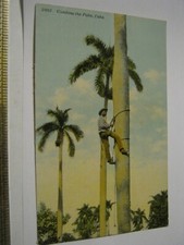 Made in USA Harris Bros. Color Real Photo Postcard CLIMBING the PALM Habana