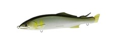 Duo Pseudo-Ayu Giayu No.Ccc4519 Painted Sweetfish