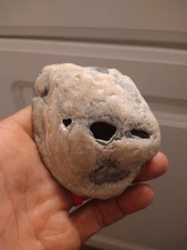 Bulldog seashell. Appears to be fossilized. Looks like Ga bulldog mascot. Unique