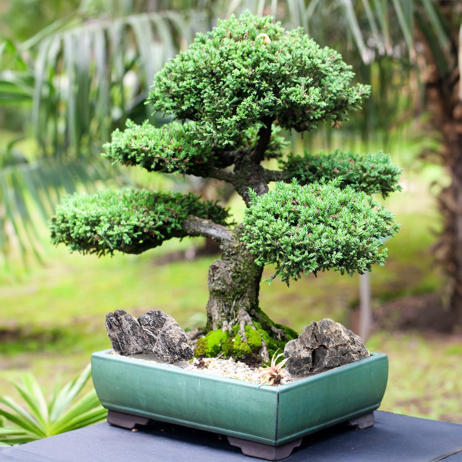 Best 12lb Seiryu Stone Aquarium Rocks for Terrariums, Paludarium, Vivariums