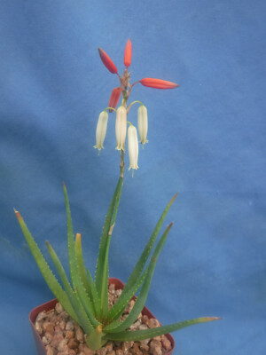nackensttzkissen aloe vera Aloe Vera Viscokissen