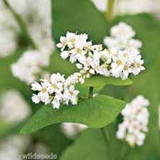 GREEN MANURE - BUCKWHEAT SEEDS - 100g to 20kg Quality Seeds high protein