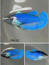 Female Betta Live Fish - Dumbo Blue HMPK - FM122 - Sorority - Breeding