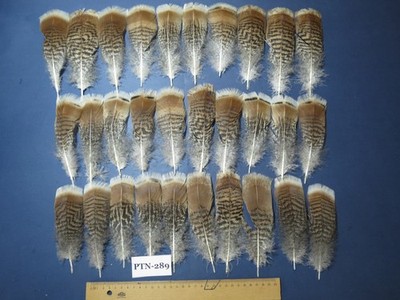 30 Stück natürliche Truthahn Vorschwanzfedern, Fliegenbindematerial, kleine Schwänze PTN-289