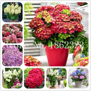 100 Pcs Seeds Bonsai Hydrangea Flowers Mixed Plants Home Garden Planting New R I Ebay