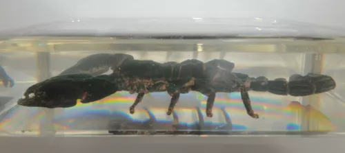 4.7" Black Scorpion Asian Forest Scorpion Clear Block Education Insect Specimen - Picture 6 of 10