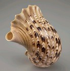 Giant Triton's trumpet Tritonis Charonia Stunning Seashell 380mm 15”  Must see — photo 6
