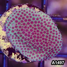 Item#A1497RW1497(S) WYSIWYG Cultured Sand Dollar Porites Large Frag