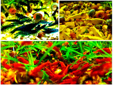 Neocaridina Shrimp - LIVE - Pick Your Own Mix - One Shipping Fee