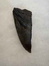 MEGALODON Shark Tooth No Repair Natural 4.13