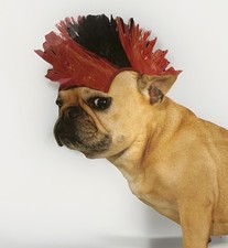 Pet Costume Dog Cat Mohawk Hair