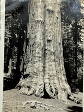 2M Photograph 1939 General Sherman Tree Trunk Artistic View Famous Redwood Tree