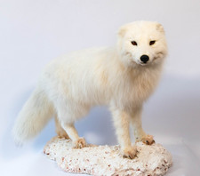 Taxidermy Arctic Fox Real Stuffed Standing mount Animal Mammal Home Decor