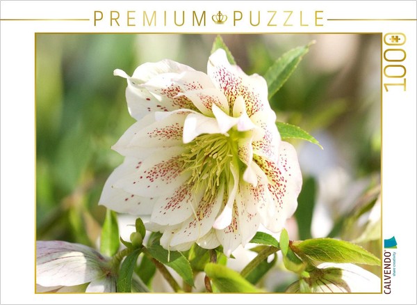 Calvendo Puzzle Christmas Rose | 1000 Pieces, Finished Size 25.2 × 18.9 In (64 ×-image