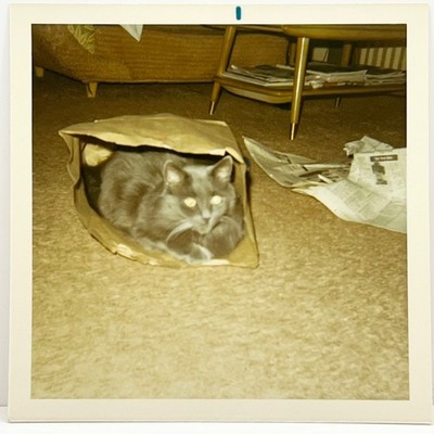 1960s Funny Cat Tucked Inside Paper Bag Midcentury Vintage Snapshot Photo