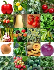 ORGANIC FRUITS & VEGETABLE MIX, heirloom garden non gmo assorted seed -150 seeds