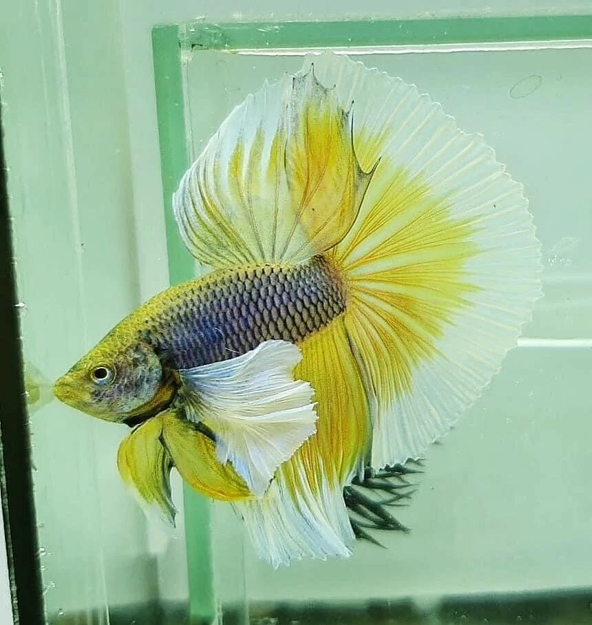 Live Betta Fish High Quality Halfmoon HM Male Yellow Pineapple Dumbo Big Ears - Image 4 of 4