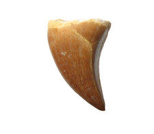 Cretaceous mosasaur reptile tooth fossil Thalassotitan pterygoid display #P1