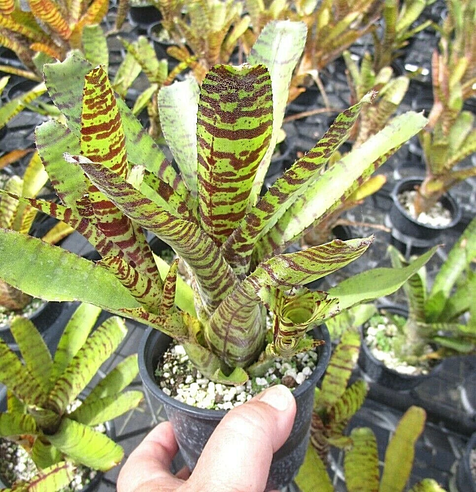 BROMELIAD Neoregelia Ampullacea Grayson TIGRINA Mom &amp; Pup Terrarium  Vivarium | eBay