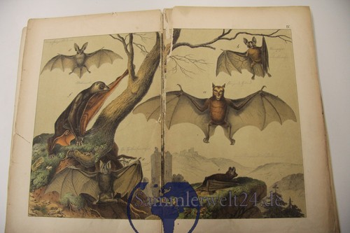 Naturgeschichte der Säugetiere Teil 1 J.F. Schreiber 1880 - Bild 4 von 12