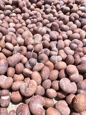 African Baobab Seeds (Adansonia Digitata)