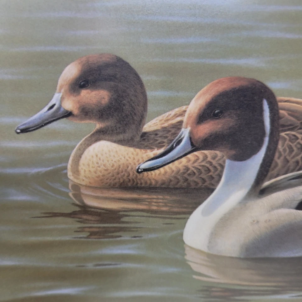 1987 Arizona Waterfowl Duck Stamp Print First of State Lim Edit Hand Signed - Image 4 of 4