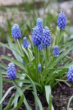 12 - Armeniacum MUSCARI ( Grape Hyacinth ) Flower Bulbs * EARLY BLOOMER
