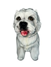 Large 12  WESTIE West Highland White Scotland...